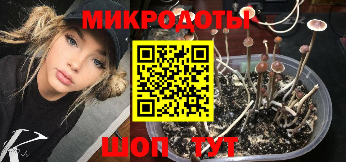 Галлюциногенные грибы Psilocybe Красногорск